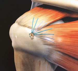 small rotator cuff tears  can be repaired, massive tears can be replaced with a Reverse total shoulder replacement
